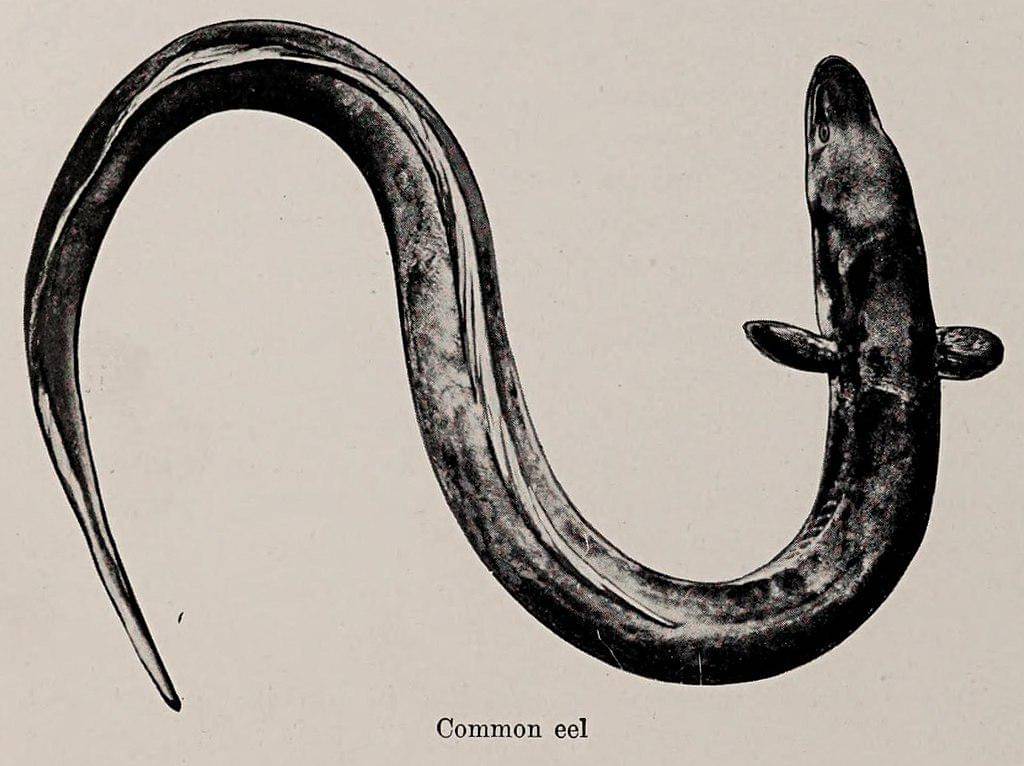 ilustrasi ikan sidat