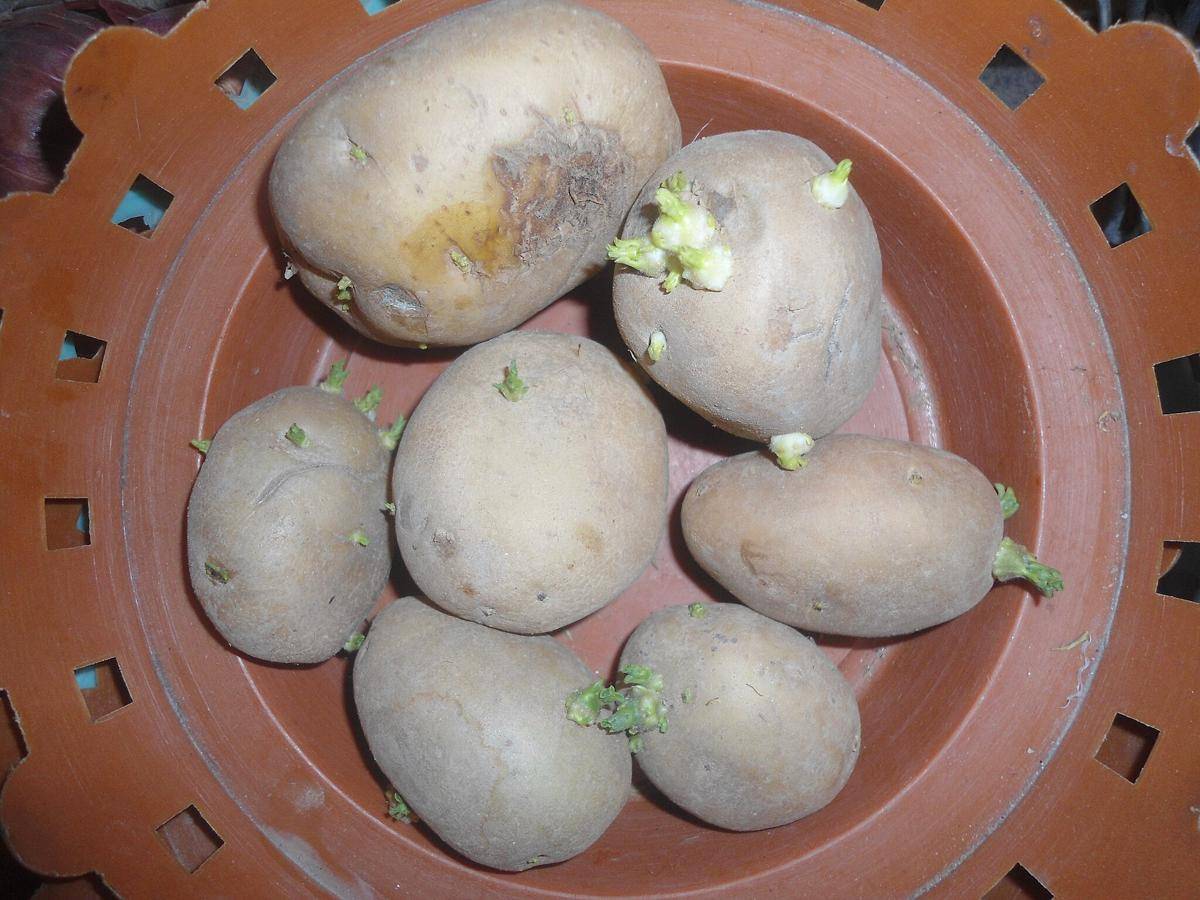 kentang bertunas (commons.wikimedia.org/Adityamadhav83)