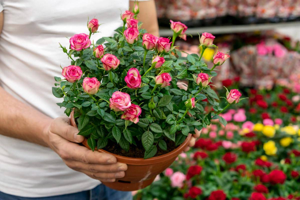 ilustrasi bunga mini rose (freepik.com/freepik)