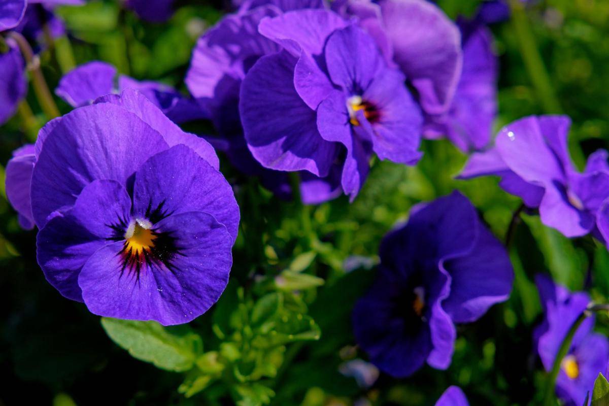 Ilustrasi tanaman violet (freepik.com/wirestock)