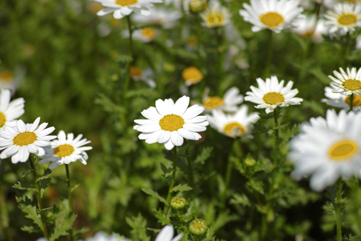 Ilustrasi tanaman chamomile (freepik.com/freestockcenter)
