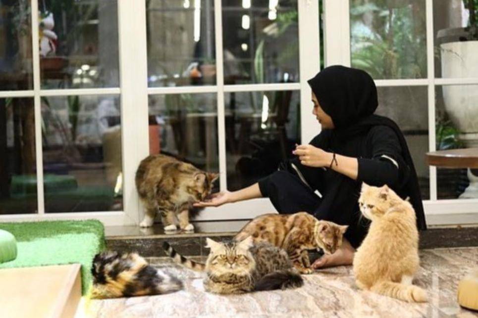 Bersantai sambil minum kopi ditemani kucing-kucing lucu di Medan Pet Cafe ( instagram.com/medanpetcafe)