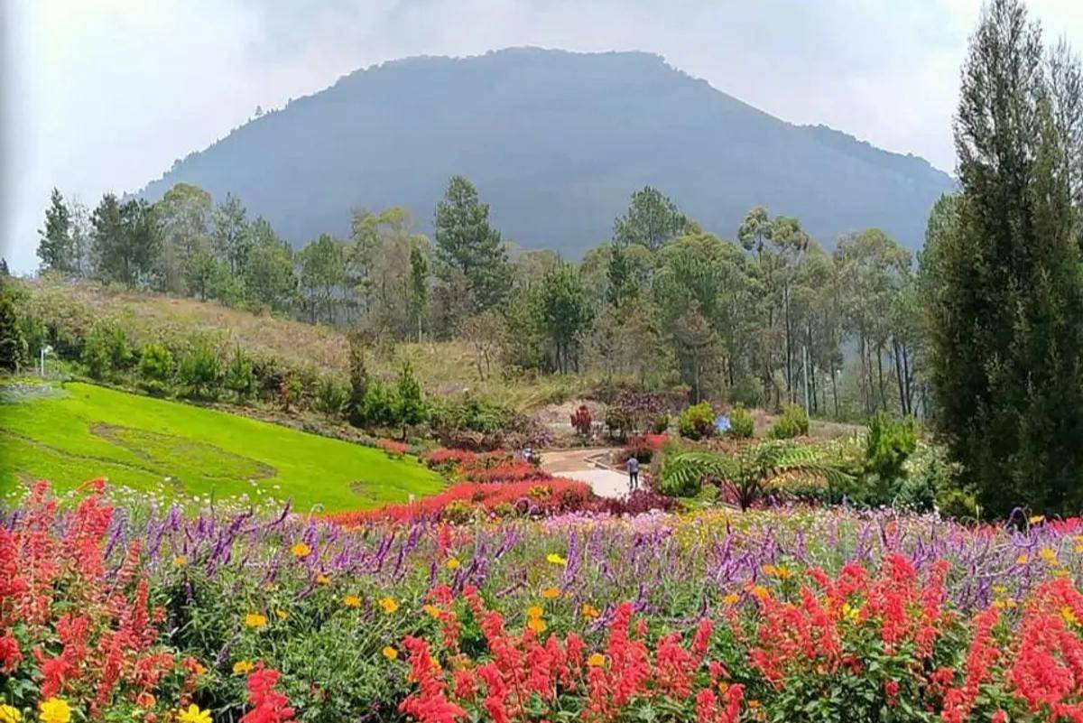 Taman Bunga Sapo Juma, Tongging (instagram.com/matt_rclouds)
