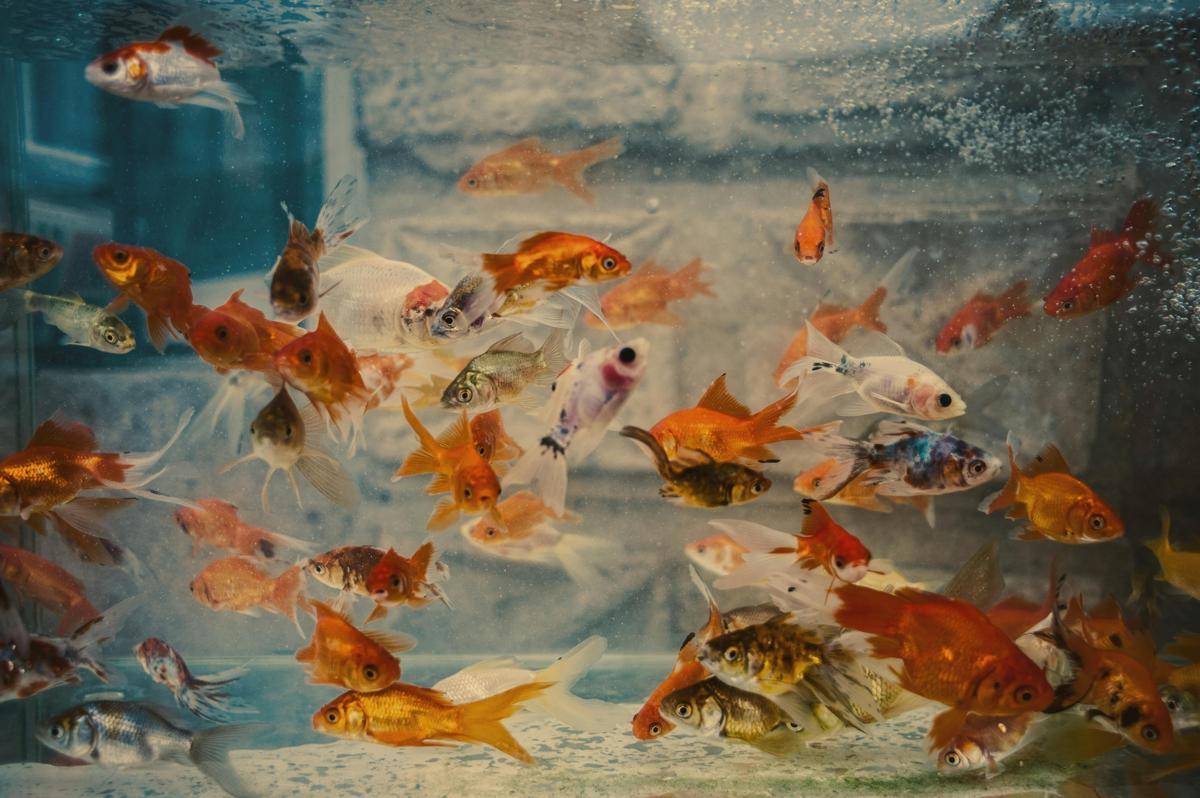ilustrasi ikan hias/pexels.com