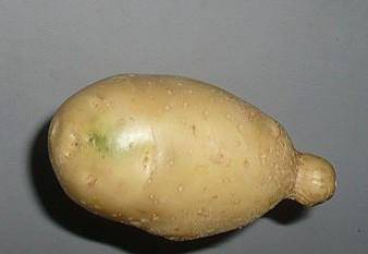 Solanum tuberosum dengan bercak hijau (commons.wikimedia.org/Rollcloud)