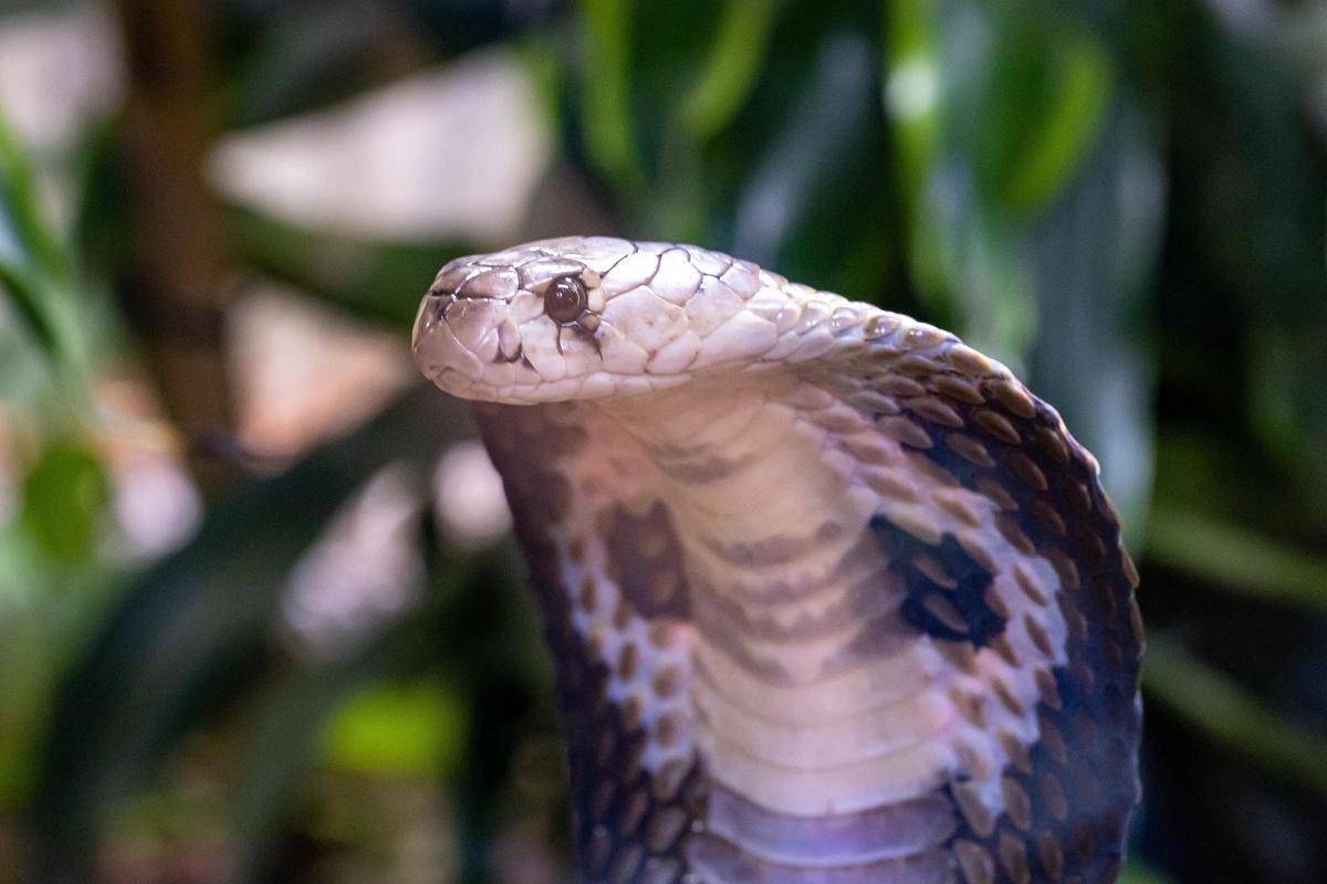 ilustrasi king cobra (pixabay.com/herbert2512)