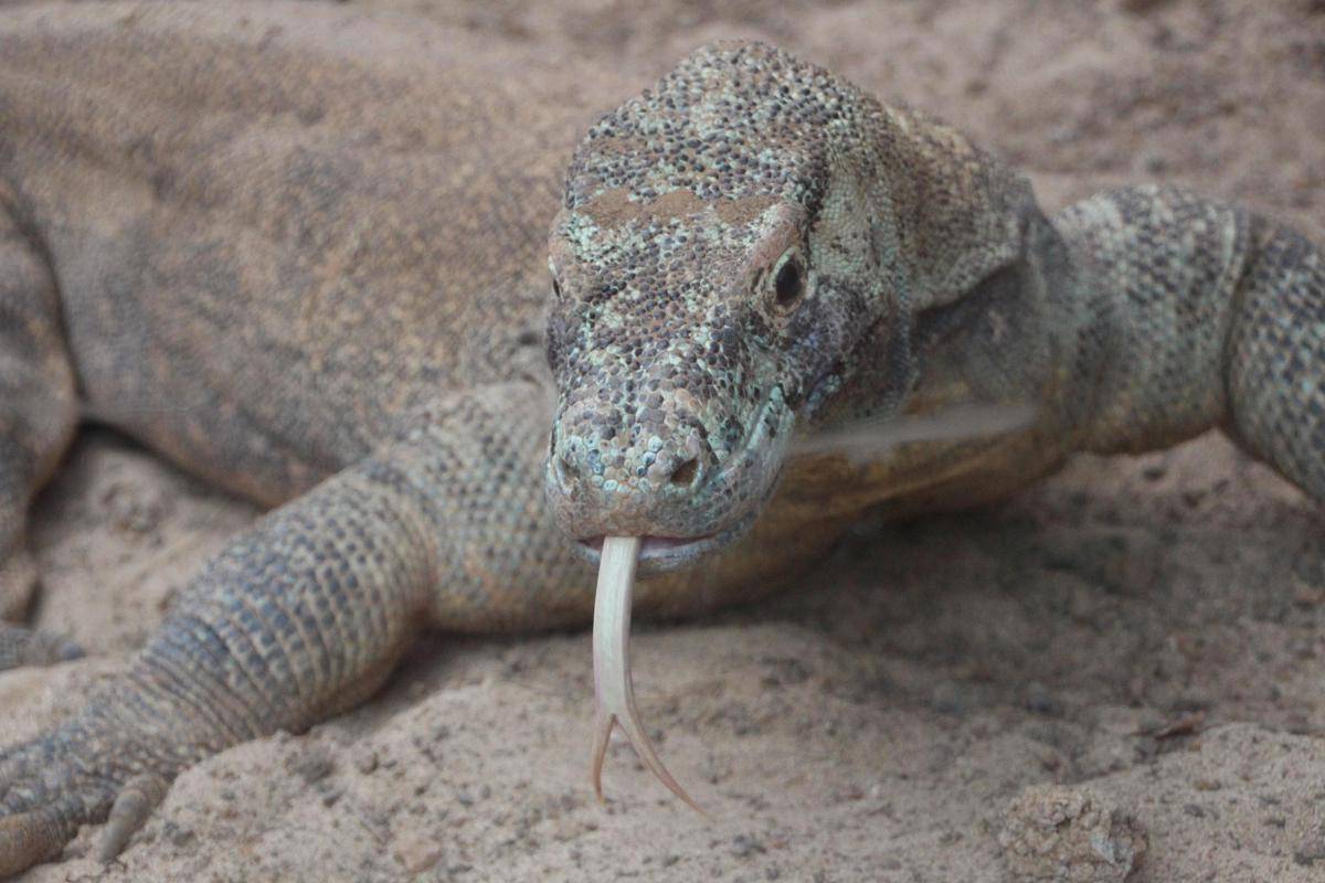 ilustrasi komodo (pixabay.com/Pat_Wieler)
