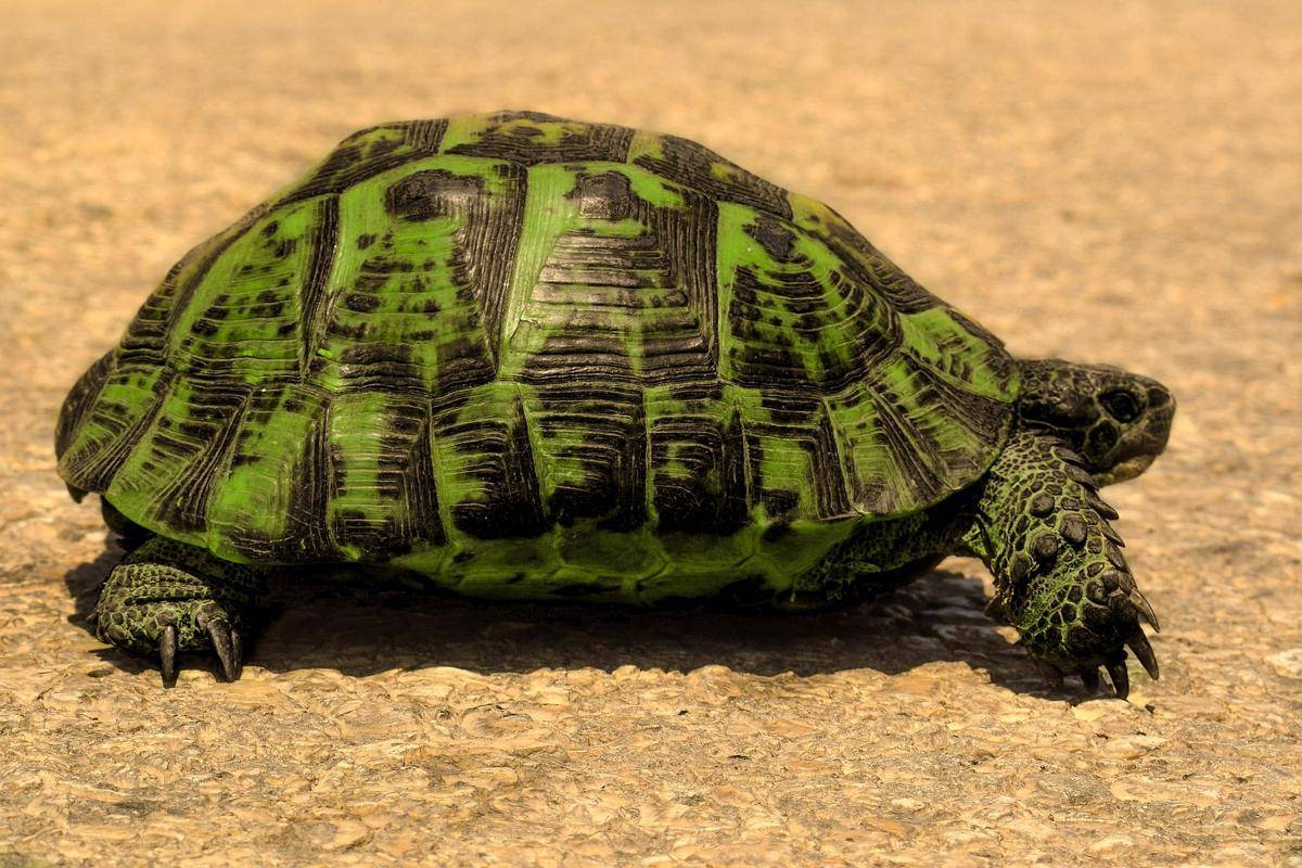 ilustrasi gopher tortoise (pixabay.com/rolex_)
