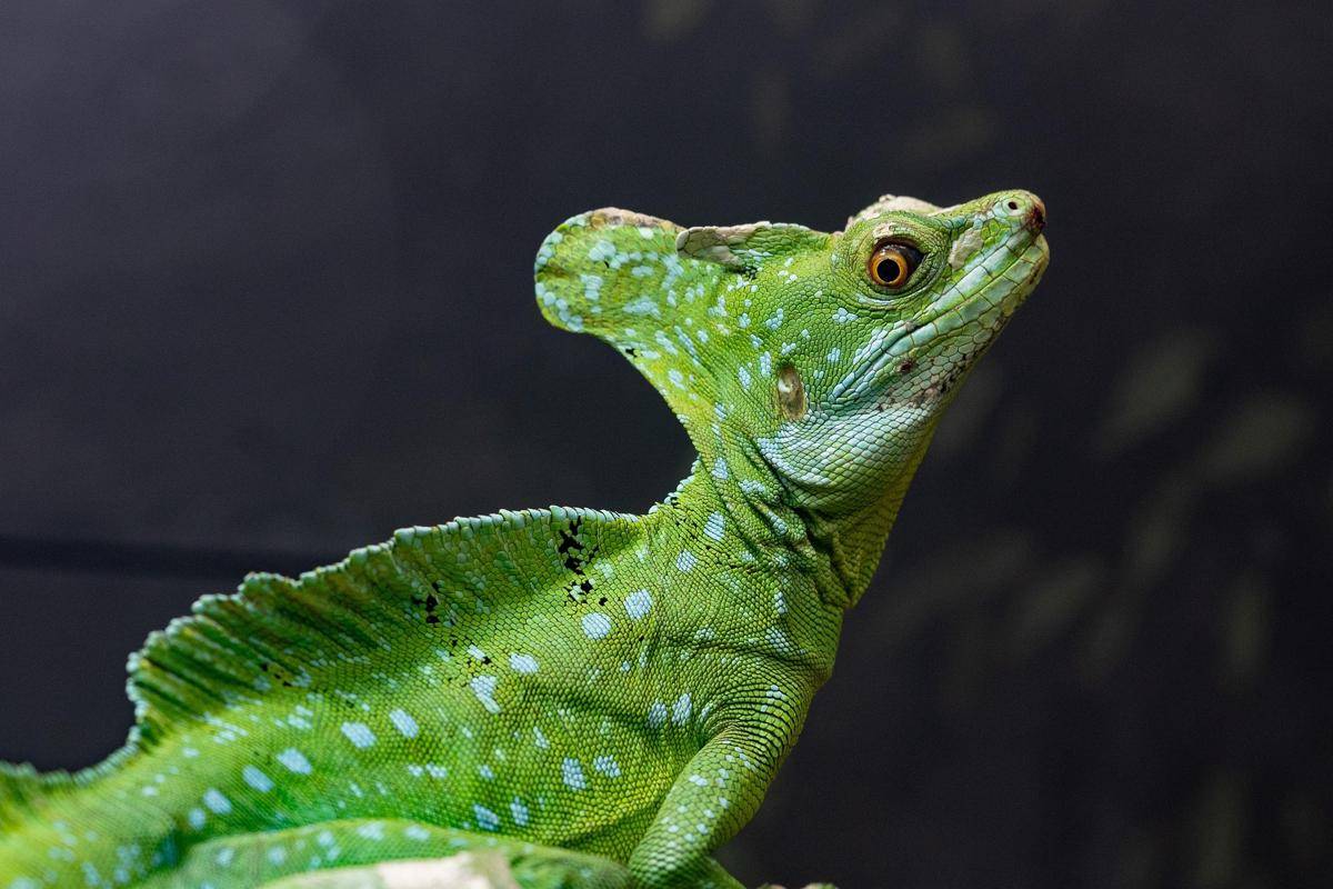 ilustrasi basilisk (pixabay.com/YanCabrera)