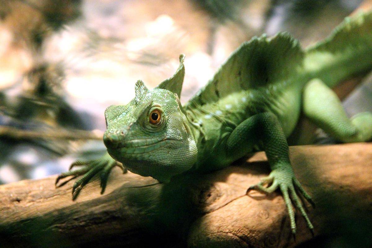 ilustrasi basilisk (pixabay.com/zoosnow)