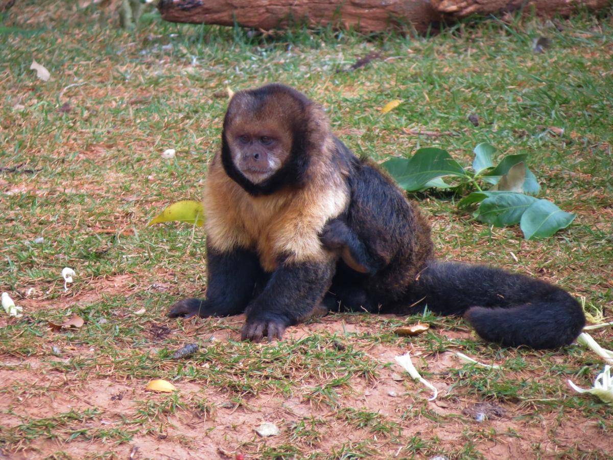 Yellow-breasted Capuchin (commons.m.wikimedia.org/Miguel Rangel Jr)