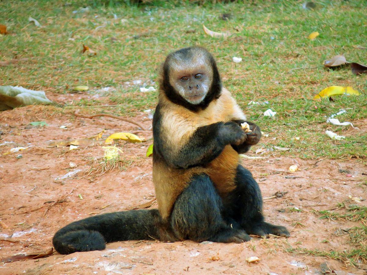 Yellow-breasted Capuchin (commons.m.wikimedia.org/Miguelrangeljr)
