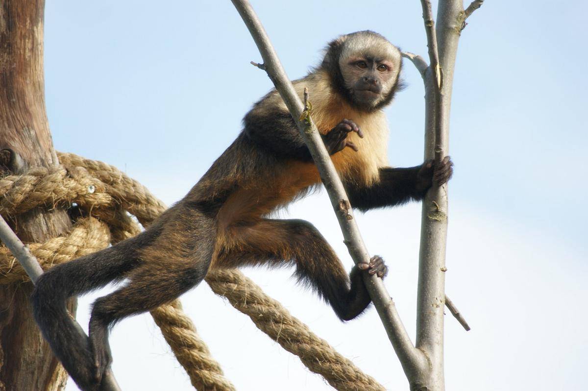 Yellow-breasted Capuchin (commons.m.wikimedia.org/albinfo)