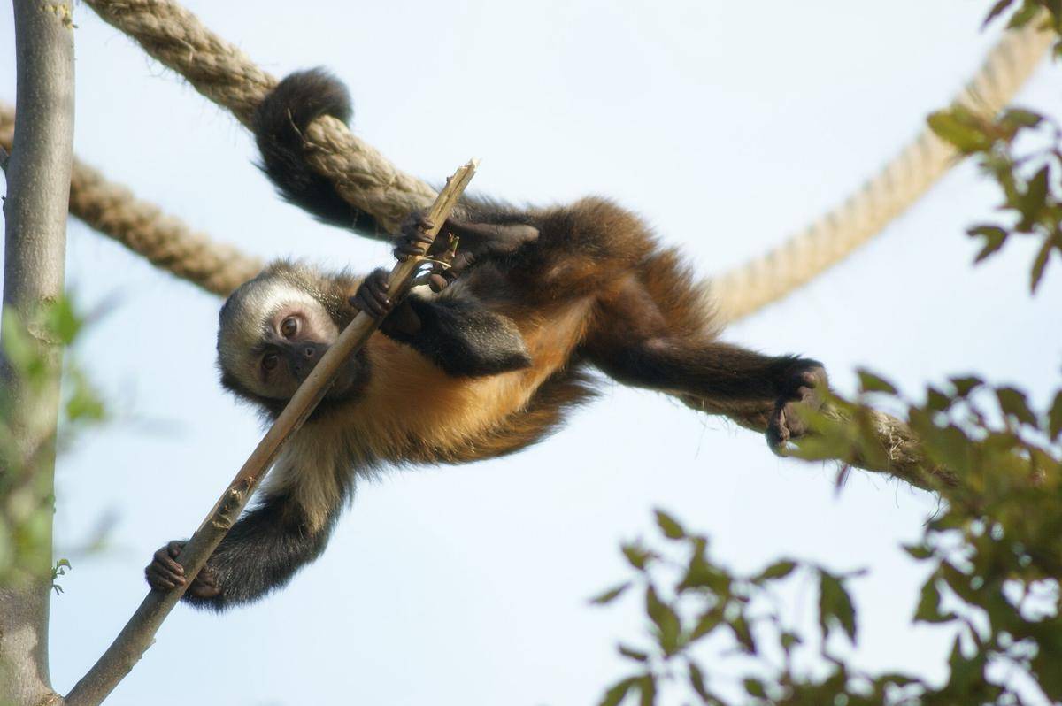 Yellow-breasted Capuchin (commons.m.wikimedia.org/albinfo)