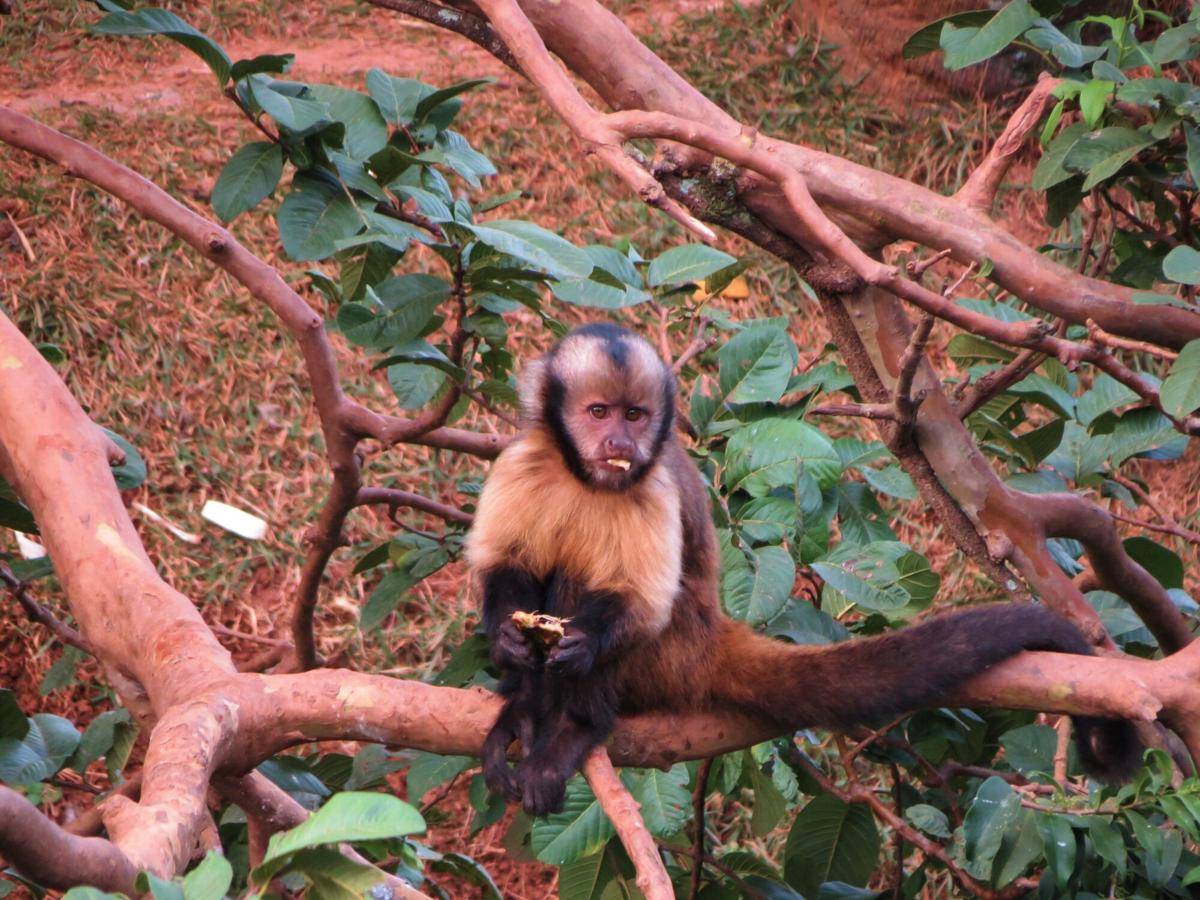 Yellow-breasted Capuchin (commons.m.wikimedia.org/Miguelrangeljr)