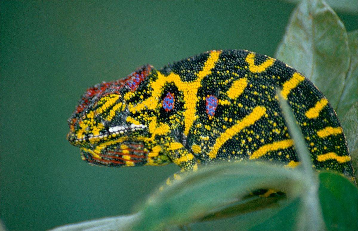 Lesser chameleon (Furcifer minor) betina (commons.wikimedia.org/Bernard DUPONT)