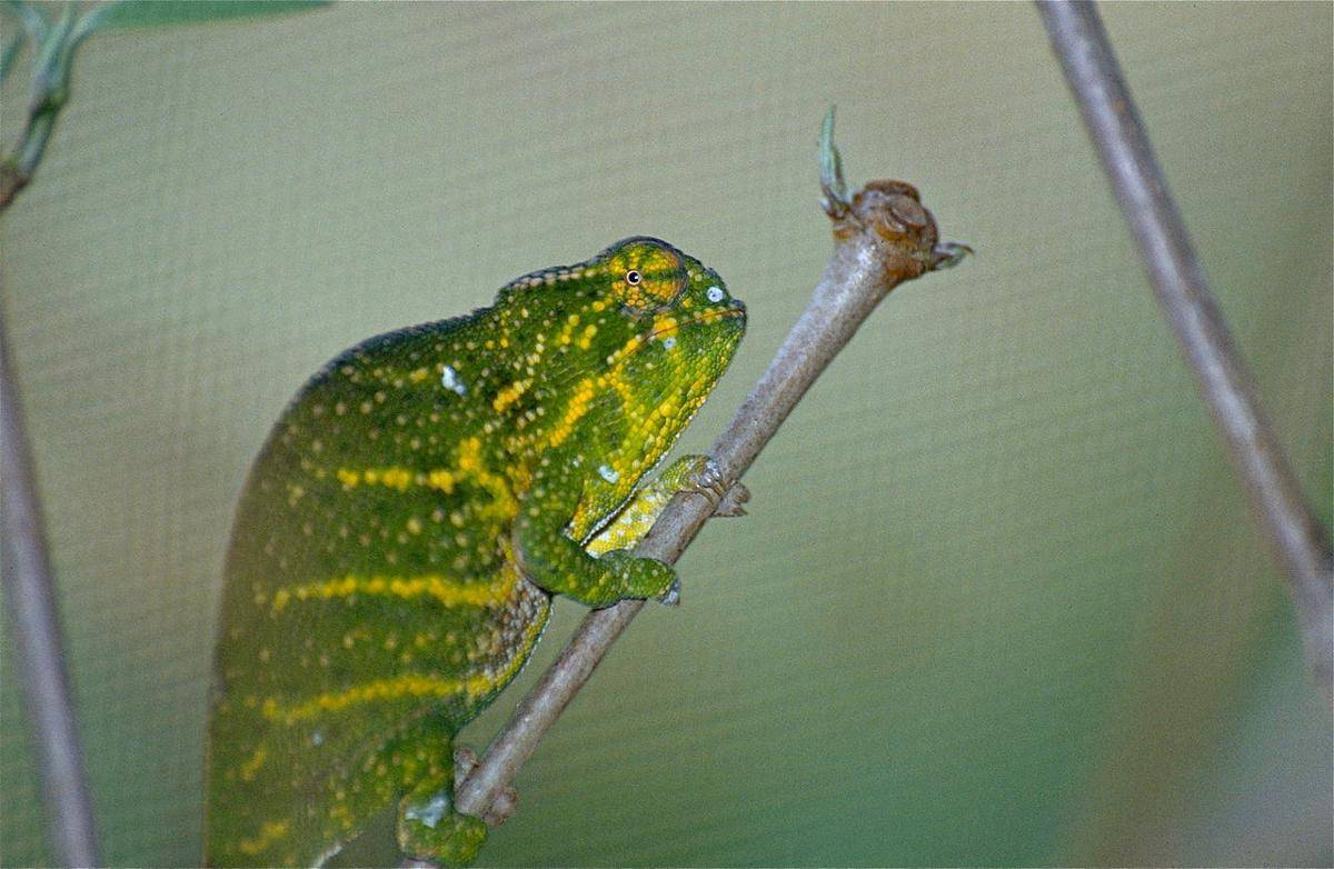 Lesser chameleon (Furcifer minor) betina (commons.wikimedia.org/Bernard DUPONT)