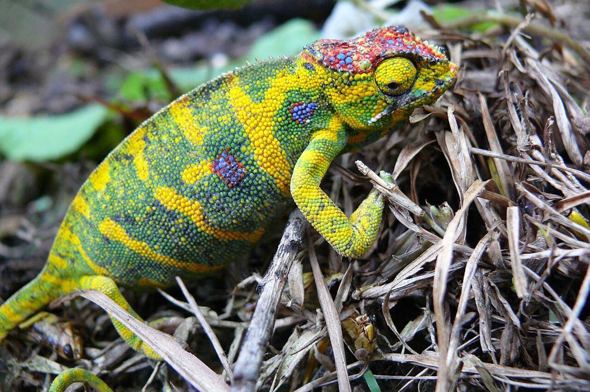 Lesser chameleon (Furcifer minor) betina (commons.wikimedia.org/Marius CONJEAUD)