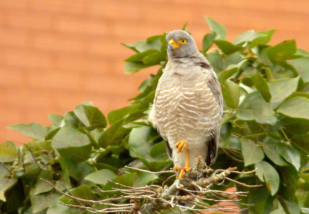 ilustrasi roadside hawk (wikimedia.org/Alejandro Bayer Tamayo)