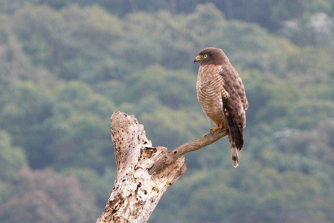 ilustrasi roadside hawk (wikimedia.org/Evaldo Resende)