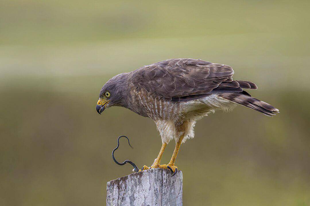 ilustrasi roadside hawk (wikimedia.org/Charles J. Sharp)