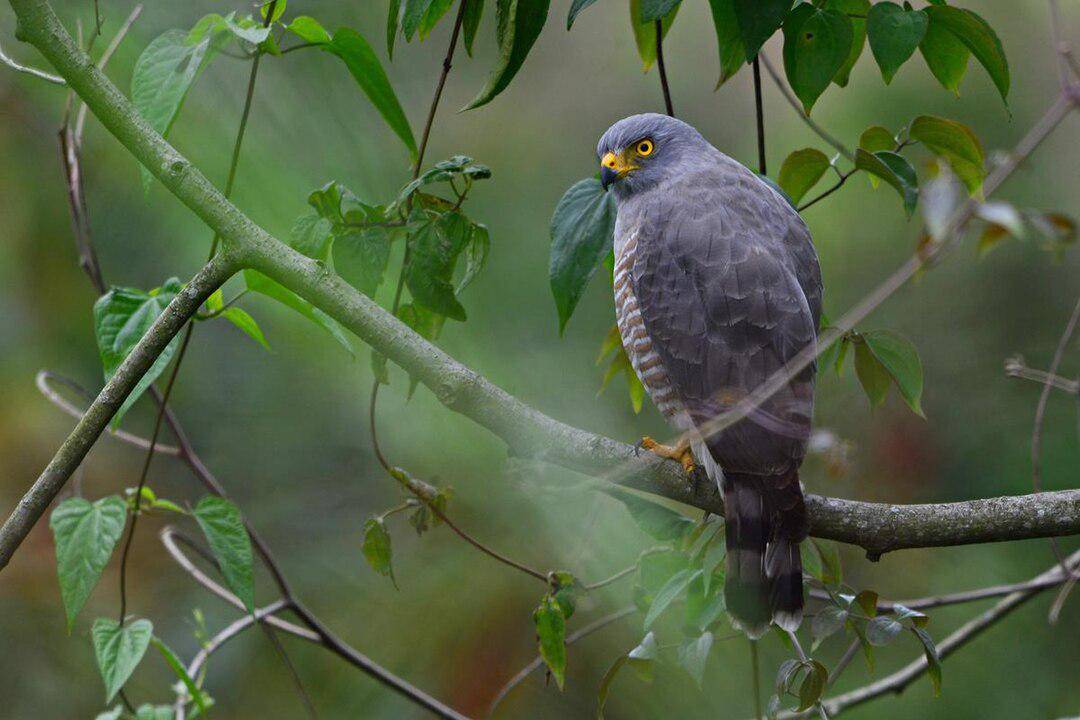 Burung roadside hawk bertengger di pohon