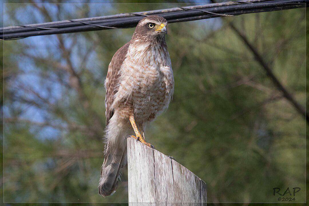 ilustrasi roadside hawk (wikimedia.org/RAP)