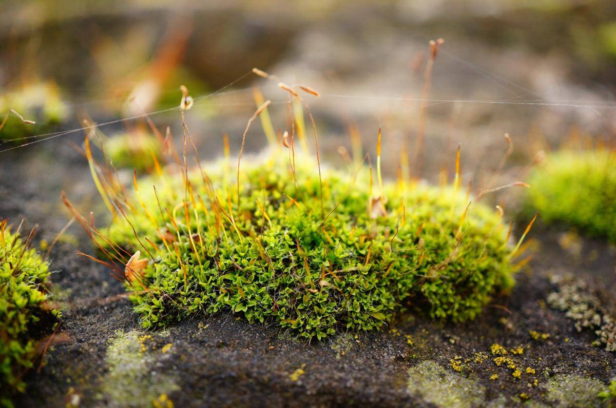 Ilustrasi tanaman moss (freepik.com/wirestock)