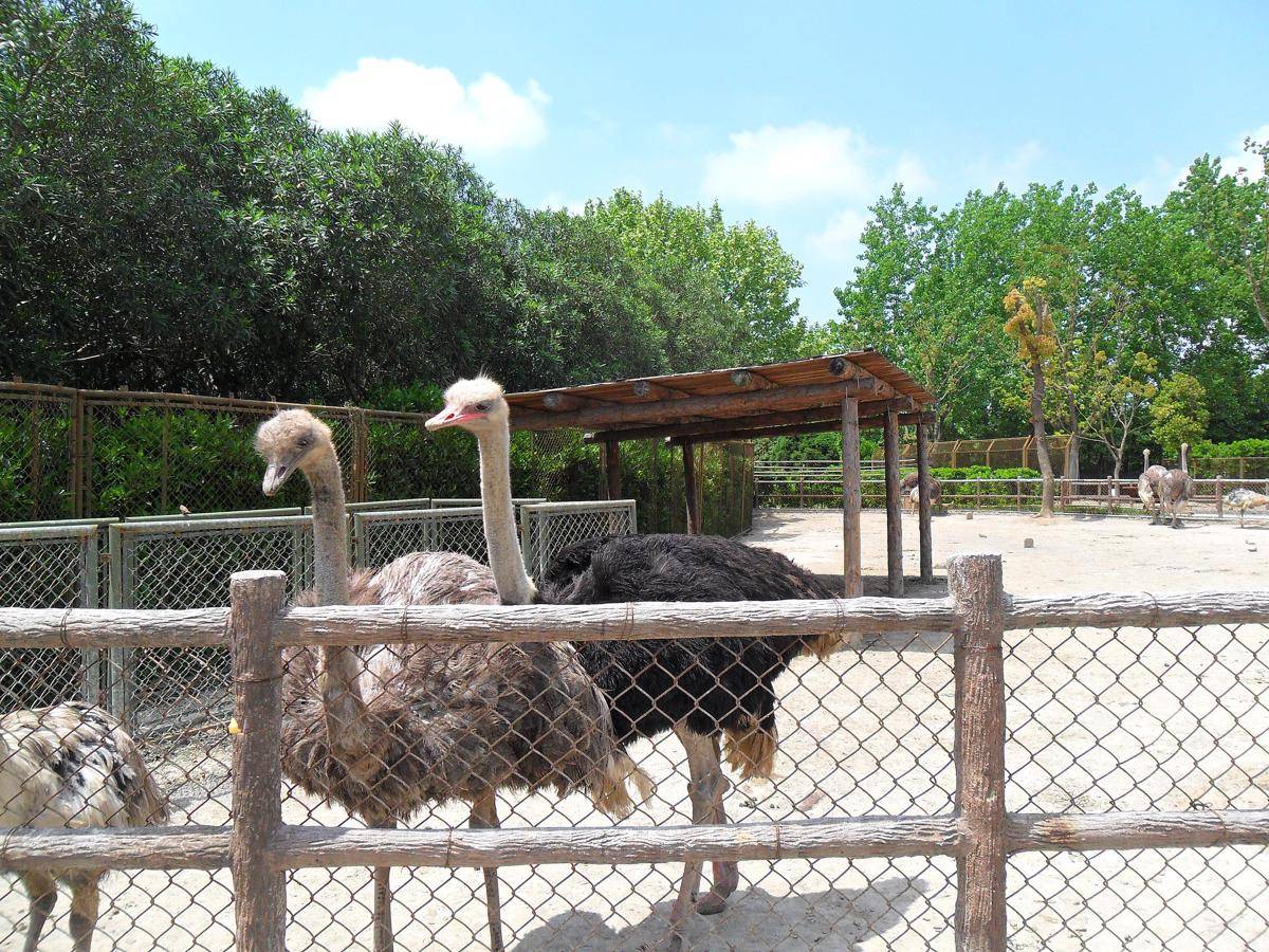 Shanghai Wild Animal Park (commons.wikimedia.org/上海三五牌闹钟)