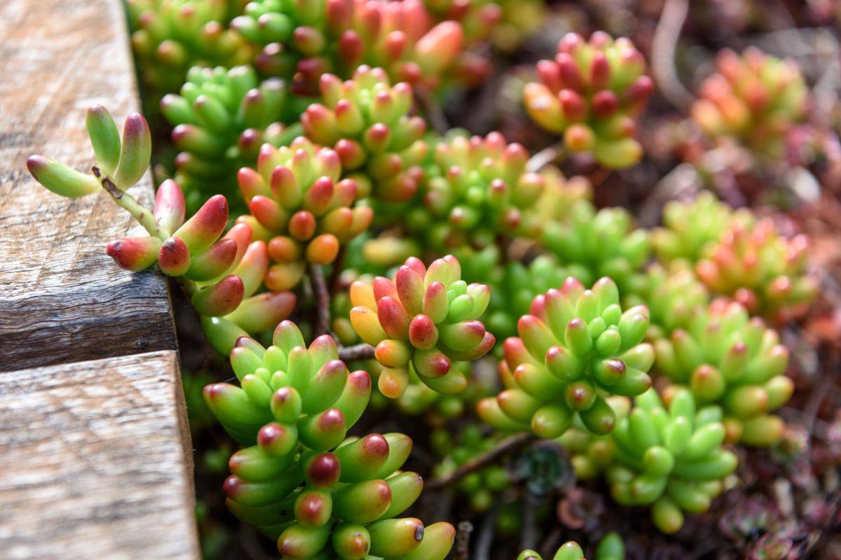 Ilustrasi tanaman sedum mini (freepik.com/alexphotos)
