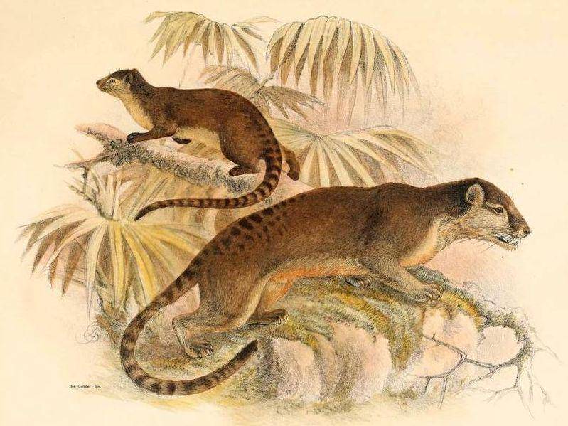 ilustrasi lain dari musang sulawesi (commons.wikimedia.org/A.B. Meyer)