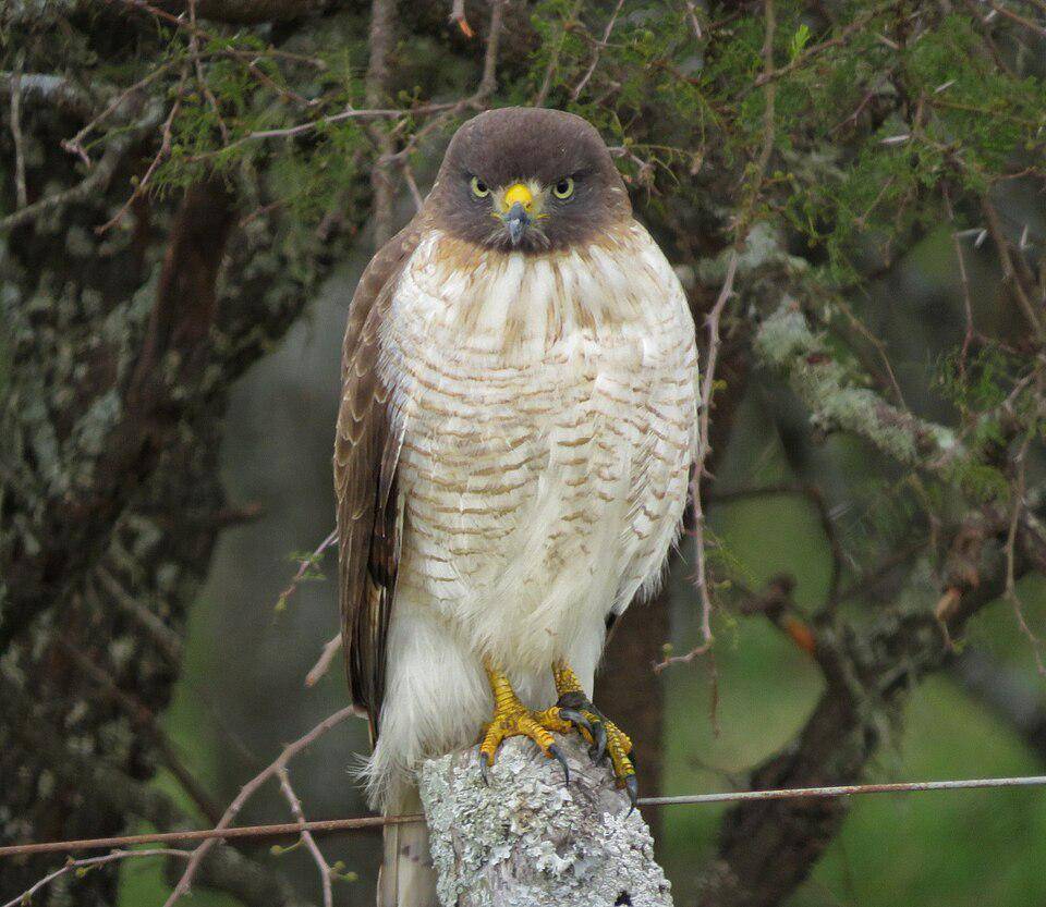 ilustrasi roadside hawk (wikimedia.org/Ezequiel Ignacio Vera)