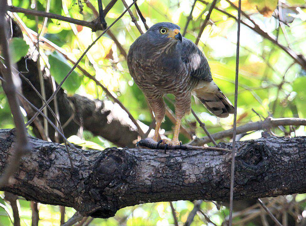 ilustrasi roadside hawk (wikimedia.org/Paul Harrison)