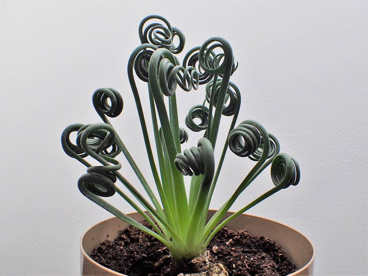 frizzle sizzle plant (commons.wikimedia.org/Krzysztof Ziarnek, Kenraiz)