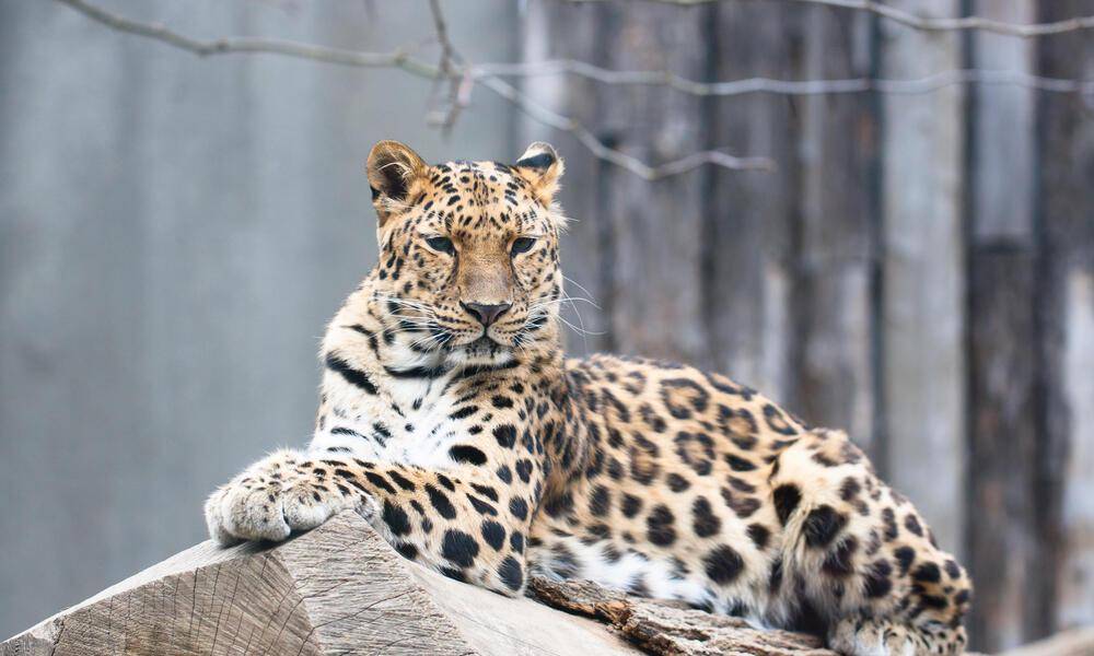 Amur Leopard (dok. worldwildlife.org)