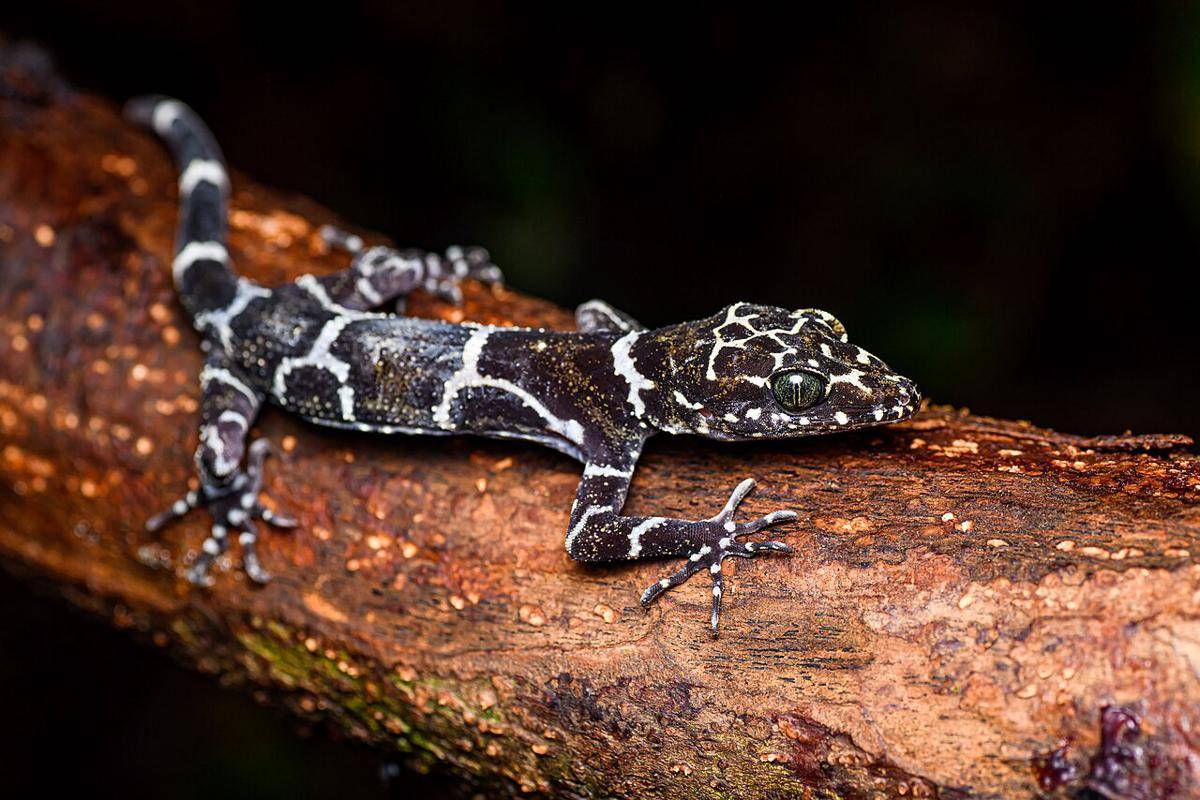 cecak hutan bergaris (cecak hutan bergaris/Rushen)