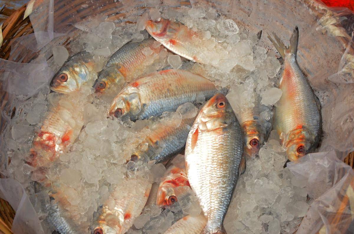 ilustrasi ikan beku
