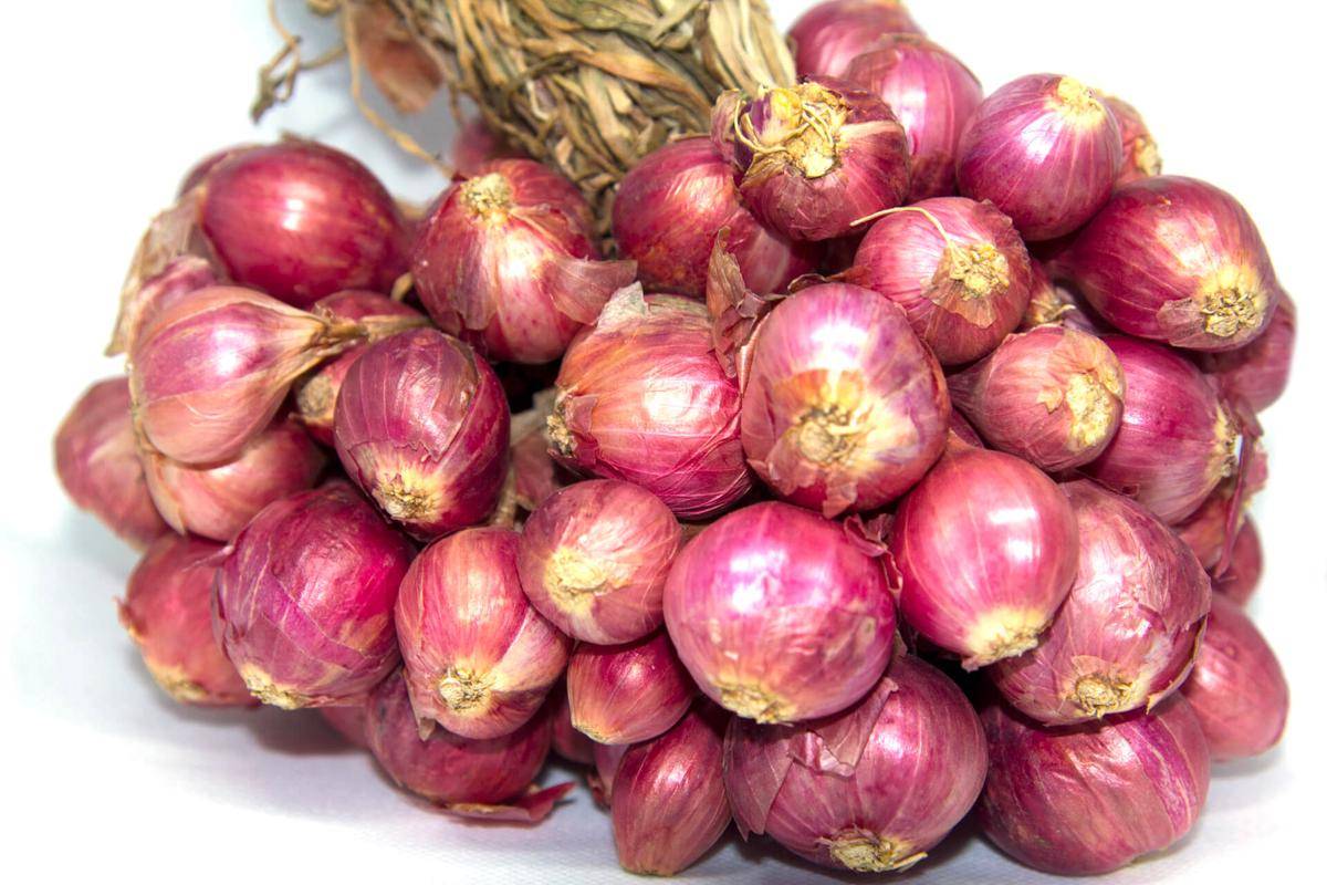 ilustrasi bawang merah (vecteezy.com/narong pobout)