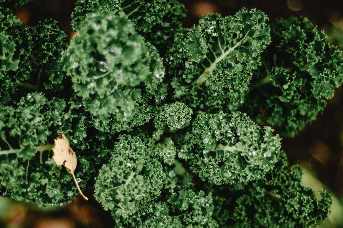 ilustrasi sayur kale (pexels.com/Eva Bronzini)