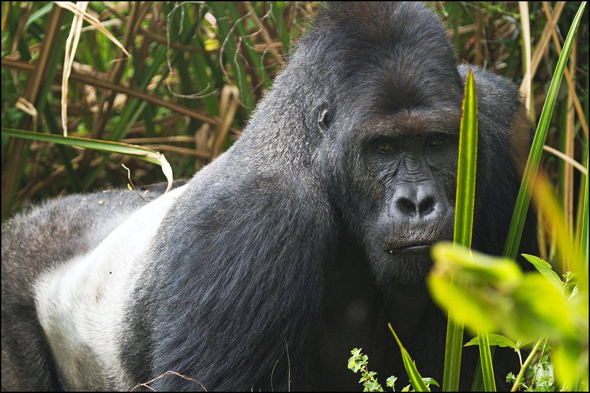Eastern Lowland Gorilla (dok. commons.wikimedia.org)