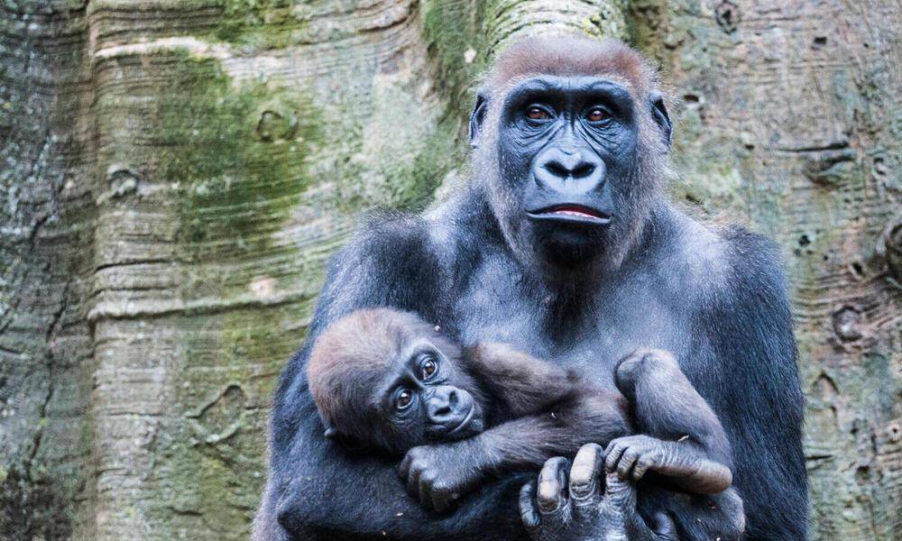 Cross River Gorilla (dok. worldwildlife.org)