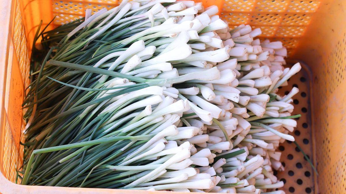 ilustrasi daun bawang korea (pixabay.com/ally j)