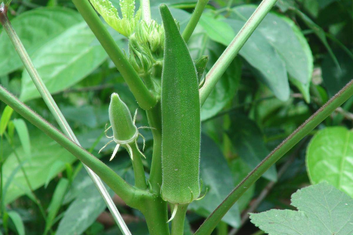 Ilustrasi tanaman okra (commons.wikimedia.org/Earth100)