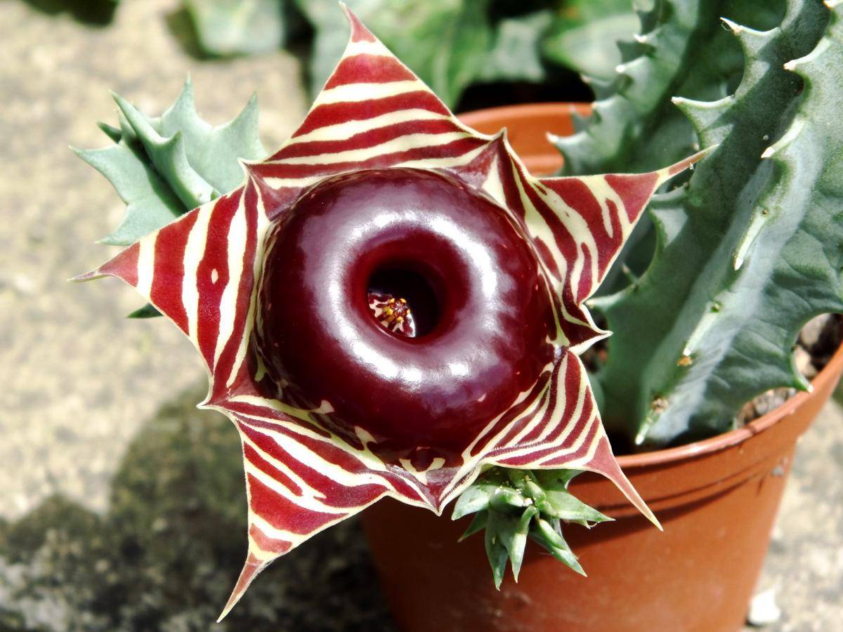 Huernia zebrina (commons.wikimedia.org/Skolnik Collection)