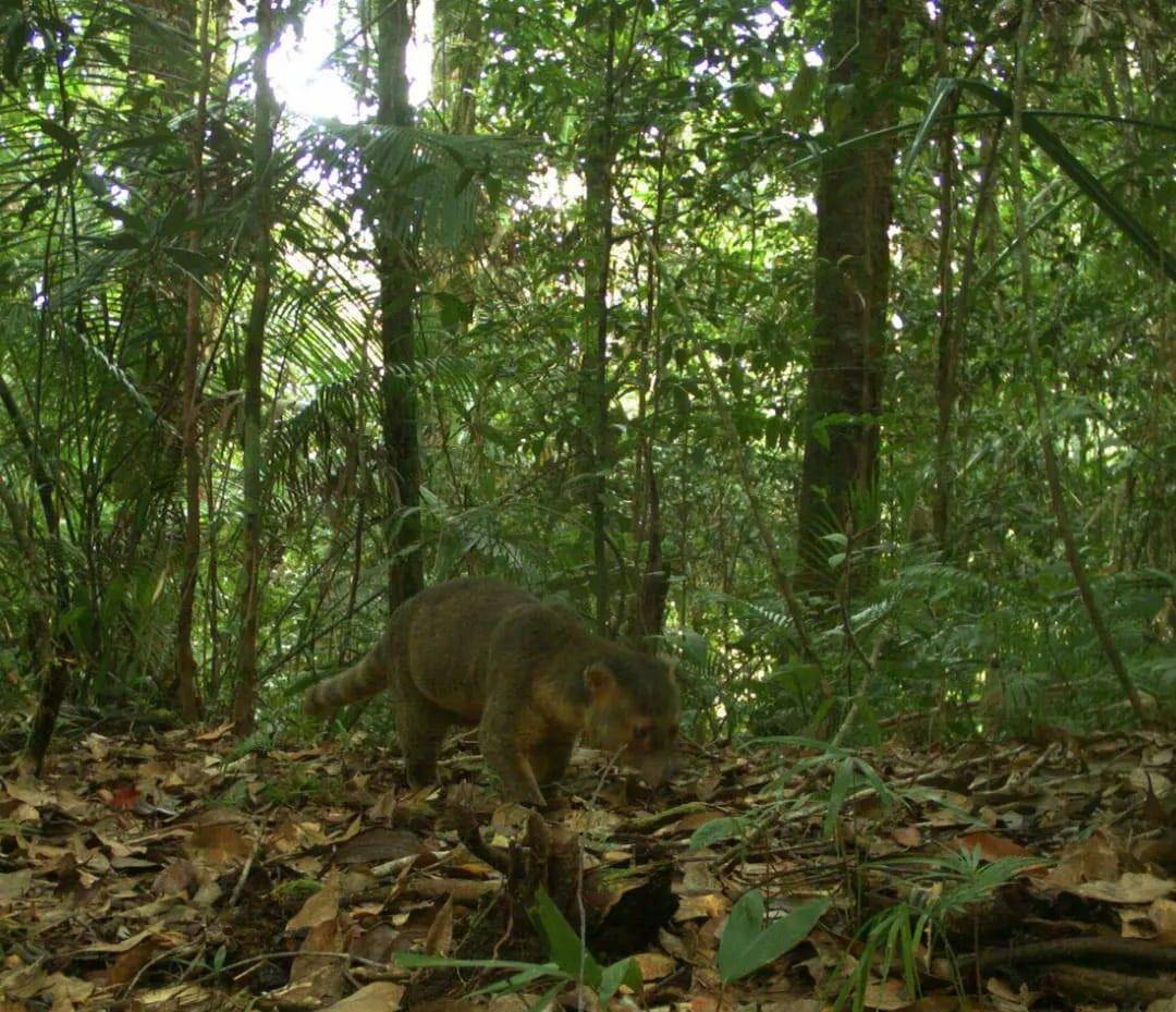 potret musang sulawesi yang tertangkap kamera jebak tim Taman Nasional Bogani Nani Wartabone (boganinaniwartabone.org)