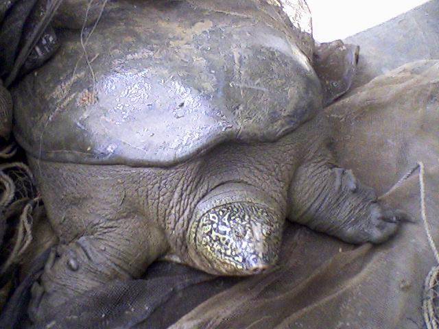 Yangtze Giant Softshell Turtle (dok. commons.wikimedia.org)