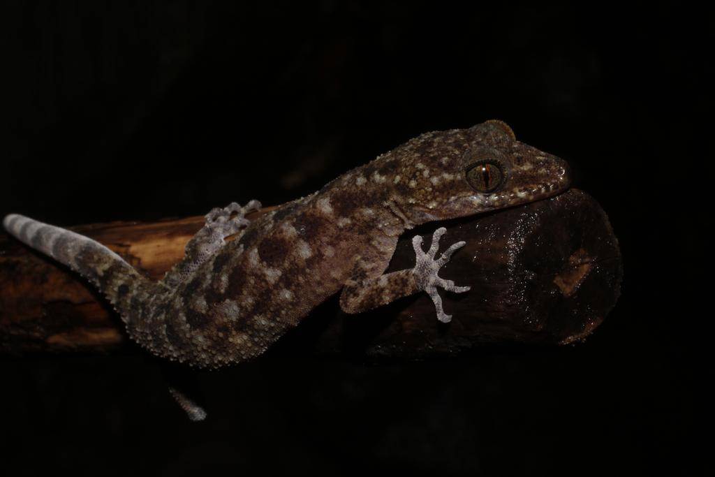 cecak batu jawa (inaturalist.org/Alfiah Maula SB)