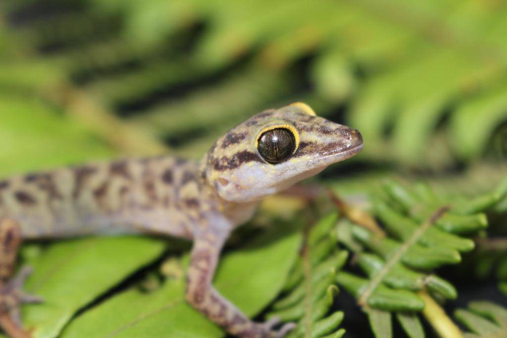 cecak batu papua (inaturalist.org/Tom Kirschey)
