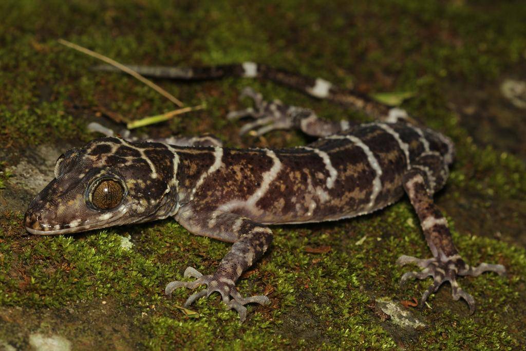 cecak batu kalimantan (inaturalist.org/a_f_r)