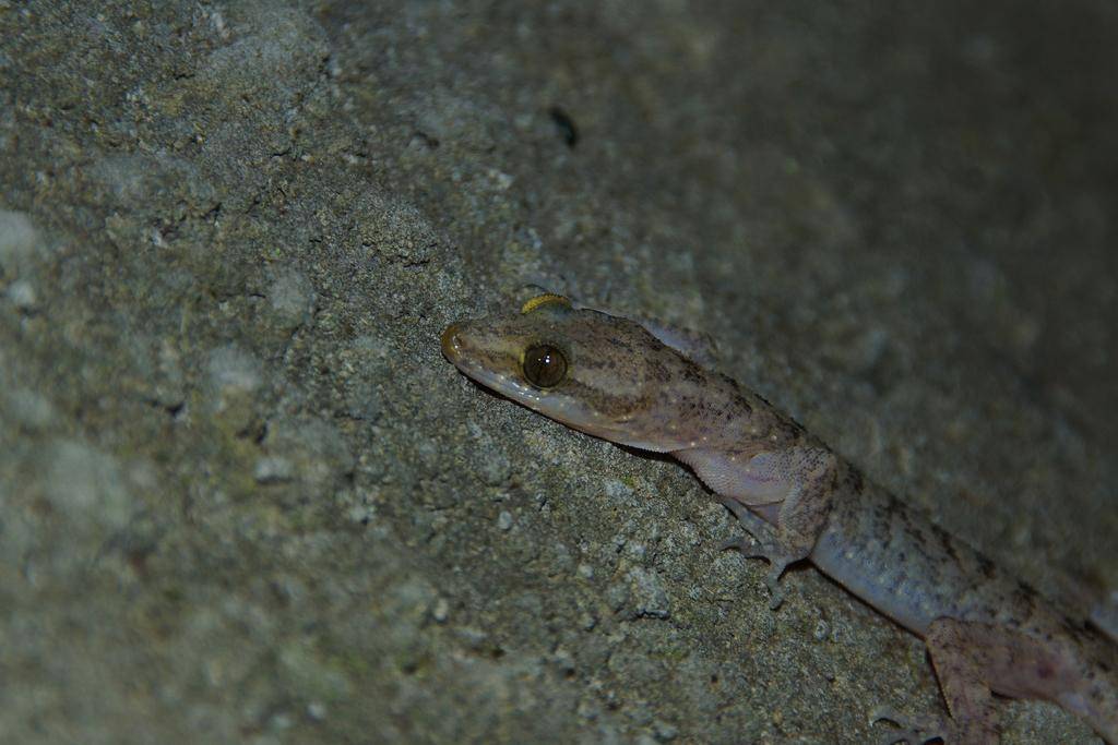 cecak batu petani (inaturalist.org/Auzan Sukaton)